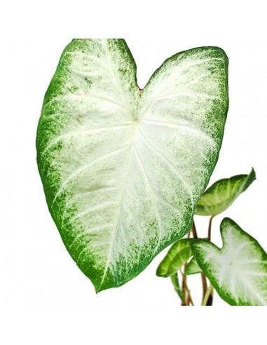 Caladium "White marble"