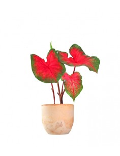 Caladium bicolor
