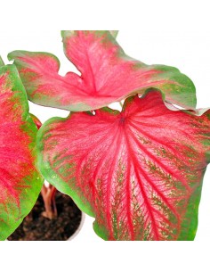 Caladium bicolor 2