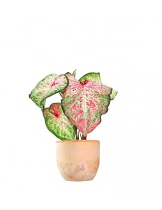 Caladium Picturatum 2