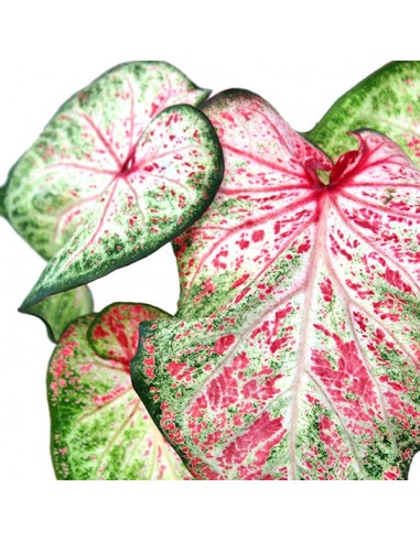 Caladium Picturatum
