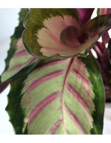 Calathea