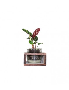 Calathea con supporto in legno