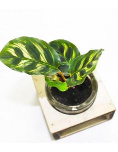 Calathea con supporto in legno 2