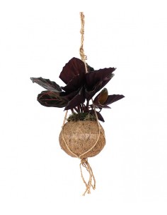 Calathea dottie in fibra di...