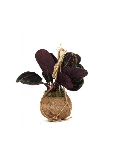 Calathea dottie in fibra di cocco