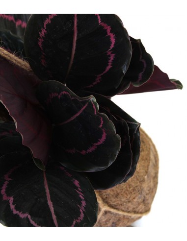 Calathea dottie in fibra di cocco