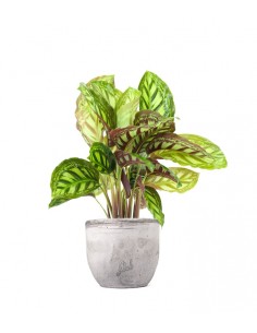 Calathea Flamestar 2