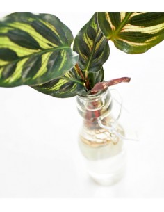 Calathea idroponica con... 2