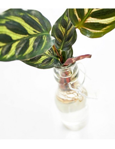 Calathea idroponica in bottiglia Calathea idroponica in bottiglia