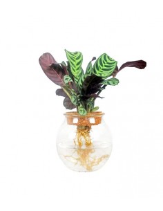 Calathea idroponica in...