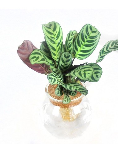 Calathea idroponica in vetro sfera