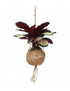 Calathea in fibra di cocco