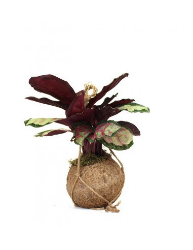 Calathea in fibra di cocco