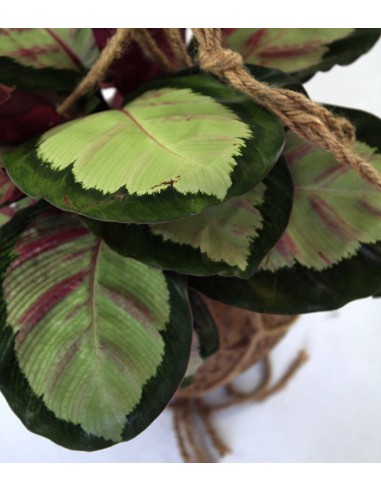 Calathea in fibra di cocco