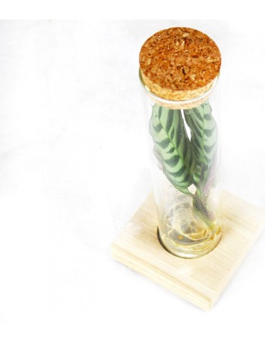 Calathea in vetro con led