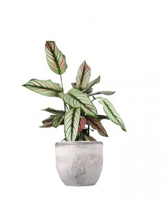 Calathea majestica 'Whitestar' 2