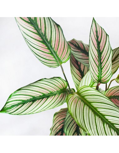 Calathea majestica 'Whitestar'