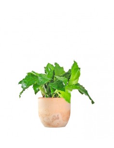 Calathea musaica Network 2