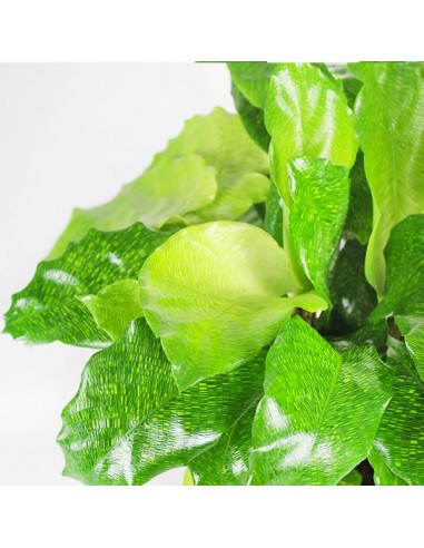 Calathea musaica Network