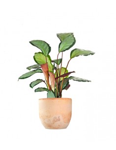 Calathea picturata 'Argentea' 2