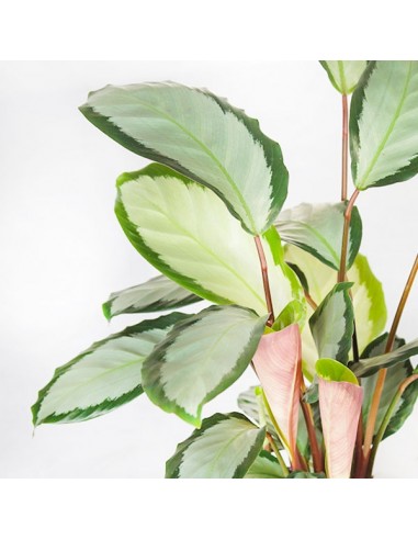 Calathea picturata 'Argentea'