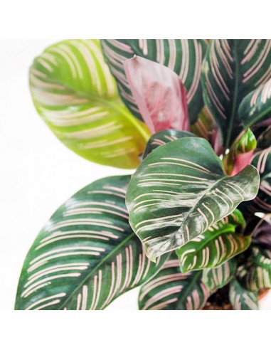 Calathea sanderiana