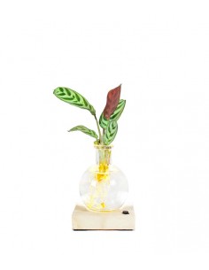 Calathea sfera con led