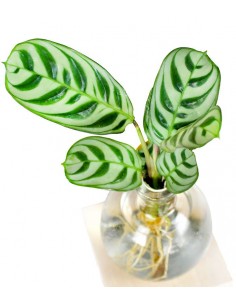 Calathea sfera con led 2