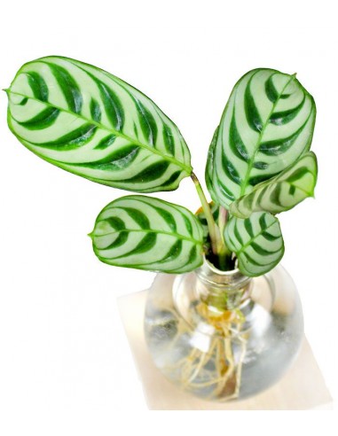Calathea sfera con led