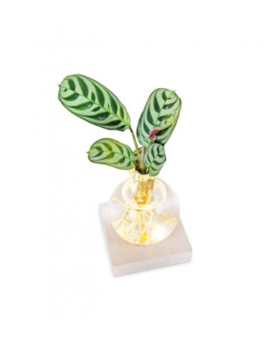 Calathea sfera con led