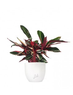 Calathea Triostar