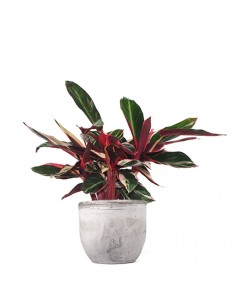 Calathea Triostar 2