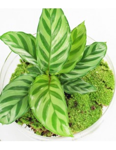 Calathea uovo in vetro 2