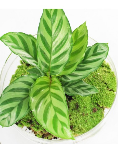 Calathea uovo in vetro