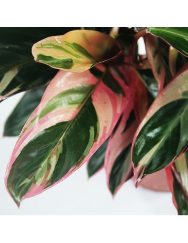Calathea Triostar