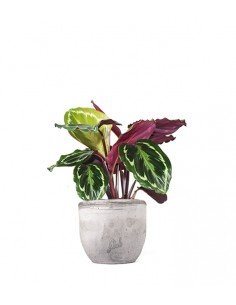 Calathea Veitchiana 2
