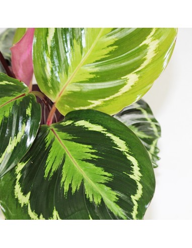 Calathea Veitchiana