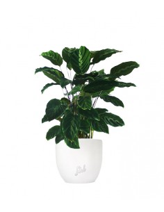 Calathea warscewiczii