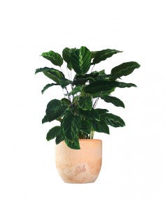 Calathea warscewiczii 2