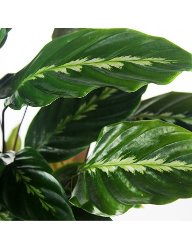 Calathea warscewiczii
