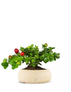 Carissa macrocarpa|Prugna...