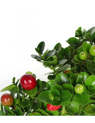 Carissa macrocarpa|Prugna del Natal