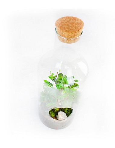 Carmona bonsai in terrarium