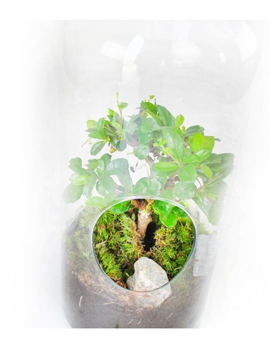 Carmona bonsai in terrarium