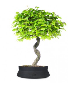 Carpino impalcato XL