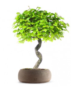 Carpino impalcato XL 2