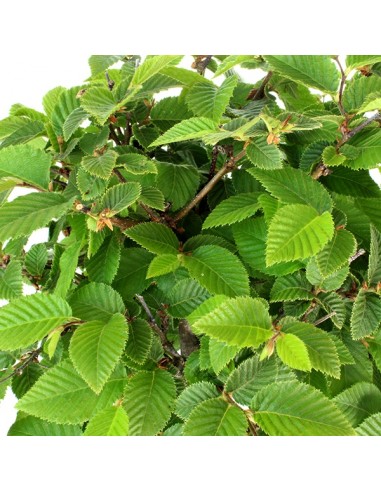 Carpino impalcato XL