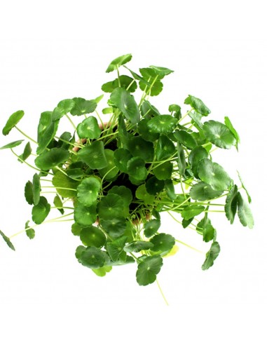 Centella asiatica