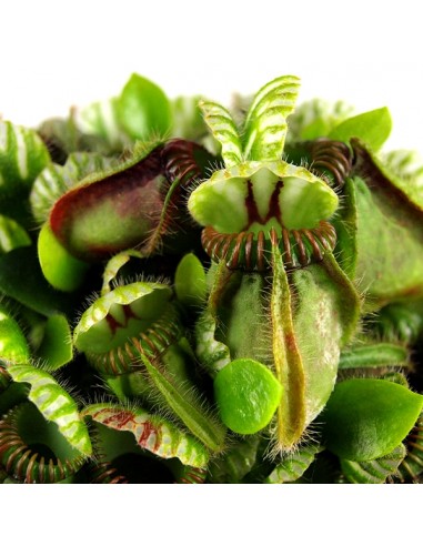 Cephalotus Follicularis